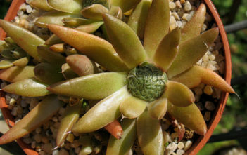 Orostachys fimbriata – Dunce’s Caps Orostachys fimbriata - Dunce's Caps