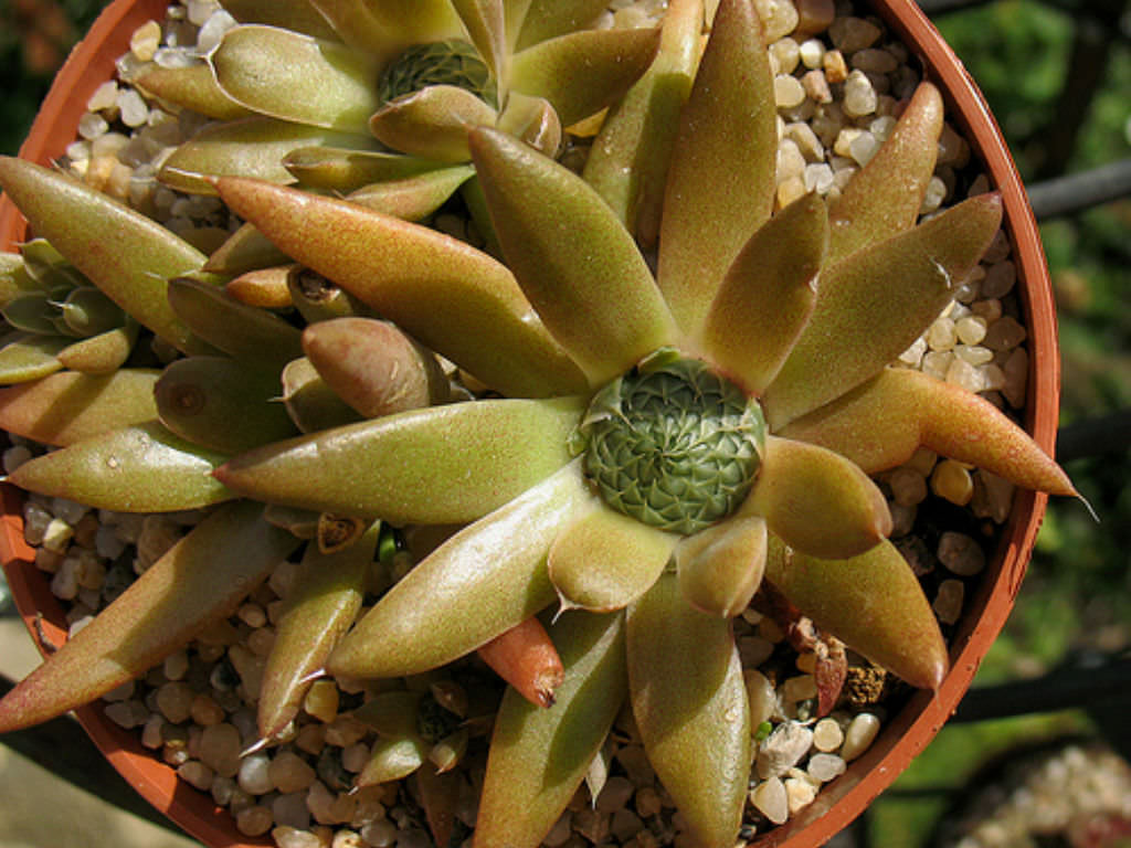 orostachys-fimbriata-dunce-s-caps-world-of-succulents