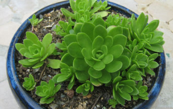 Orostachys malacophylla – Green Duncecap Orostachys malacophylla - Green Duncecap