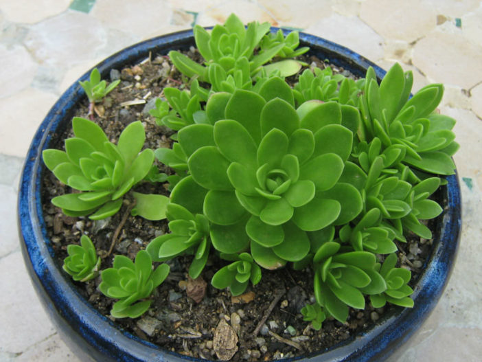 Orostachys malacophylla - Green Duncecap