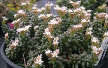 Sedum furfuraceum – Bonsai Sedum Sedum furfuraceum - Bonsai Sedum