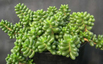 Sedum hernandezii Sedum hernandezii