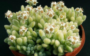 Sedum hintonii Sedum hintonii