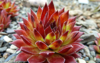 Sempervivum ‘Andrenor’ Sempervivum 'Andrenor'