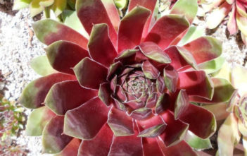 Sempervivum ‘Silver King’ Sempervivum 'Silver King'