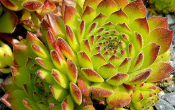 Sempervivum grandiflorum Sempervivum grandiflorum
