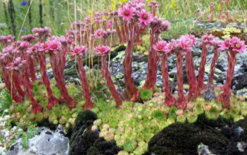 Sempervivum montanum – Mountain Houseleek Sempervivum montanum - Mountain Houseleek
