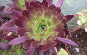Aeonium simsii x ‘Zwartkop’ Aeonium simsii x 'Zwartkop'