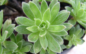 Aeonium simsii Aeonium simsii