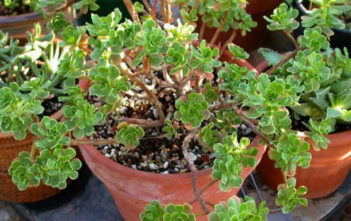 Aeonium spathulatum