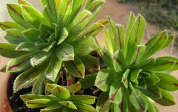 Aeonium x barbatum Aeonium x barbatum