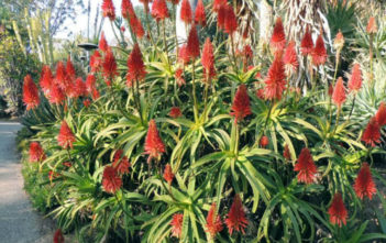 Aloe scorpioides Aloe scorpioides