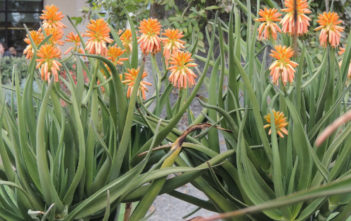 Aloe tongaensis ‘Medusa’ – Mozambique Tree Aloe Aloe tongaensis 'Medusa' - Mozambique Tree Aloe