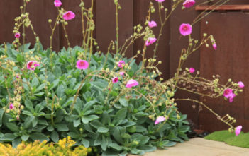 How to Grow and Care for Calandrinia Calandrinia