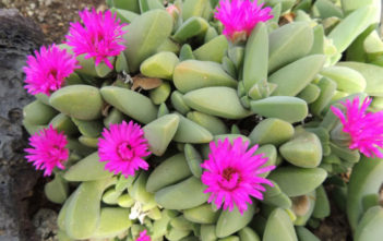 Cheiridopsis purpurea Cheiridopsis purpurea