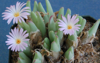 Conophytum bilobum subsp. gracilistylum Conophytum bilobum subsp. gracilistylum