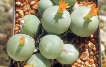 Conophytum calculus – Marble Buttons Conophytum calculus - Marble Buttons