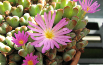 Conophytum chauviniae Conophytum chauviniae