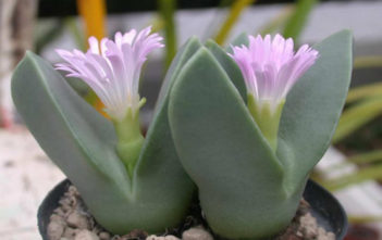Conophytum herreanthus subsp. rex Conophytum herreanthus subsp. rex