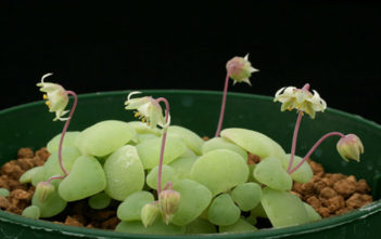Crassula nemorosa Crassula nemorosa