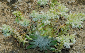 Dudleya albiflora – Live Forever Dudleya albiflora - Live Forever