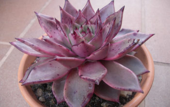Echeveria agavoides ‘Romeo’ – Romeo Wax Agave Echeveria agavoides 'Romeo' - Romeo Wax Agave