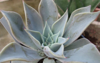 Echeveria cuspidata Echeveria cuspidata