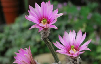 Echinocereus poselgeri – Dahlia Cactus Echinocereus poselgeri - Dahlia Cactus