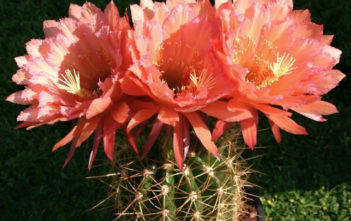 Echinopsis ‘Gräser´s Schönste’ Echinopsis 'Graser's Schonste'
