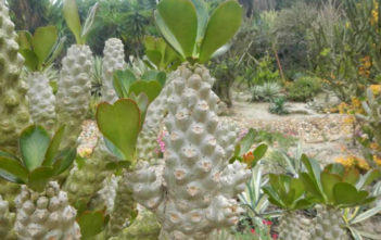Euphorbia poissonii Euphorbia poissonii