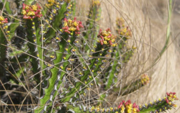 Euphorbia ramulosa Euphorbia ramulosa