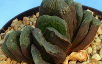 Haworthia ‘Kegani’ Haworthia 'Kegani'