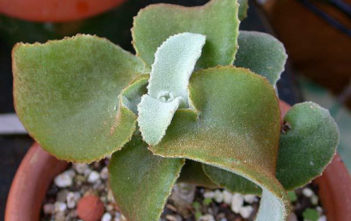 Kalanchoe beharensis ‘Brown Dwarf’ – Dwarf Velvet Elephant Ear Kalanchoe beharensis 'Brown Dwarf' - Dwarf Velvet Elephant Ear
