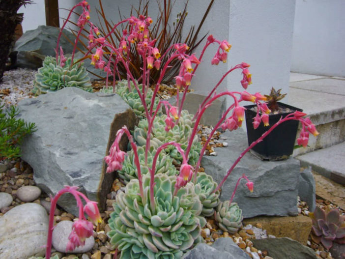 Mexican Snowball (Echeveria elegans)