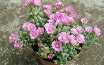 Oscularia deltoides – Deltoid-leaved Dew Plant Oscularia deltoides - Deltoid-leaved Dew Plant