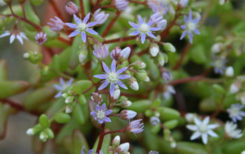 Sedum caeruleum – Azure Stonecrop Sedum caeruleum - Azure Stonecrop