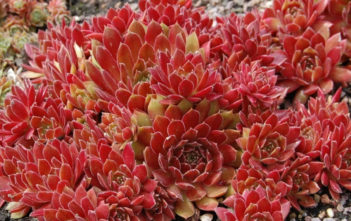 Sempervivum ‘Royal Ruby’ Sempervivum 'Royal Ruby'