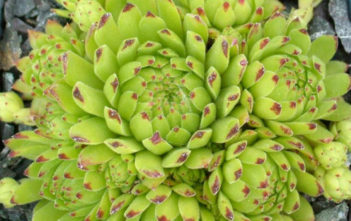 Sempervivum montanum subsp. stiriacum – Mountain Houseleek Sempervivum montanum subsp. stiriacum - Mountain Houseleek