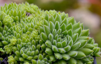 Sempervivum pumilum Sempervivum pumilum