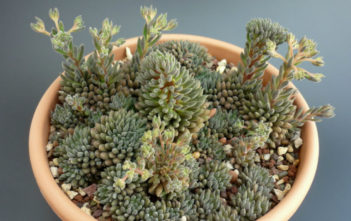 Sinocrassula yunnanensis – Chinese Jade Sinocrassula yunnanensis - Chinese Jade