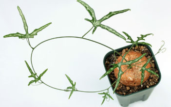 How to Grow and Care for Adenia Adenia kirkii