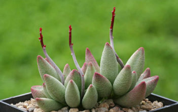 Adromischus marianae f. alveolatus Adromischus marianae f. alveolatus