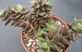 Anacampseros telephiastrum Anacampseros telephiastrum