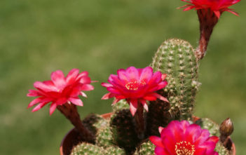 Chamaelobivia ‘Rose Quartz’ – Peanut Cactus Chamaelobivia 'Rose Quartz' - Peanut Cactus