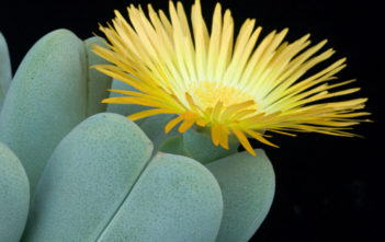 Cheiridopsis pillansii Cheiridopsis pillansii