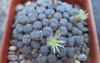 Conophytum wittebergense Conophytum wittebergense