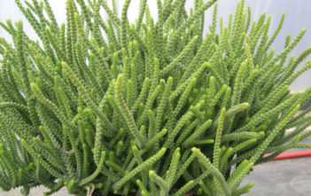Crassula muscosa – Watch Chain, Princess Pine Crassula muscosa - Watch Chain Princess Pine
