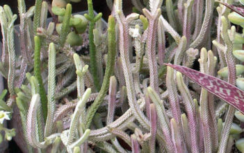 Crassula muscosa var. variegata – Watch Chain Crassula muscosa var. variegata - Watch Chain