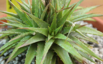 Deuterocohnia scapigera Deuterocohnia scapigera