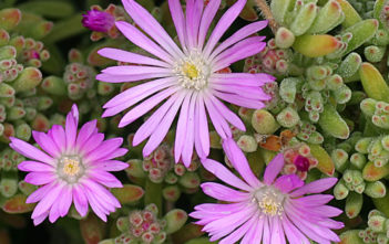 Drosanthemum floribundum – Pale Dewplant Drosanthemum floribundum - Pale Dewplant